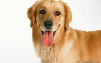 Wallpaper Golden Retriever