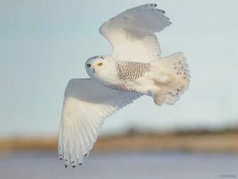 Immature Male Snowy Owl Screensavers Windows Owls