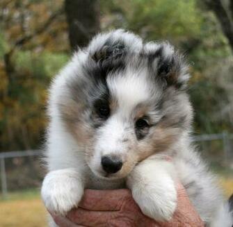 Shetland Sheepdog Wallpaper