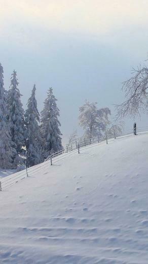 Winter Snow Fence Trees iPhone Wallpaper Background And
