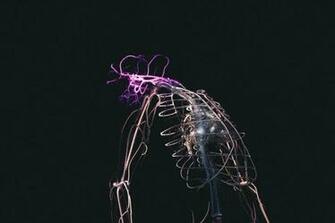 Skeletal Illustration On Black Background Photo Animal