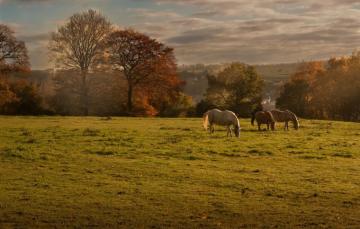 Wallpaper Field Autumn Landscape Horses Horse Image For
