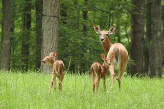 Beautiful Wallpaper Deer