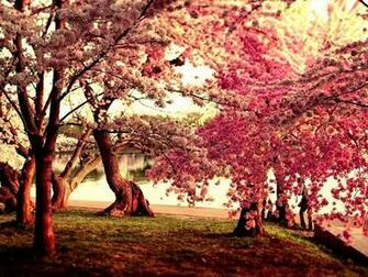 Here Are Several Cherry Trees With Pink Flowers By The Flank Of Some