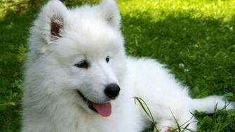 Samoyed Wallpaper And Background Image Net