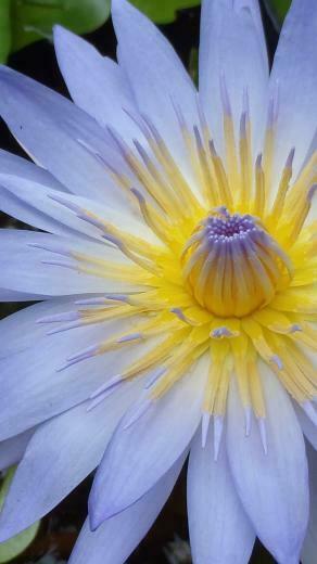 Apple iPhone Wallpaper With Close Up Lotus Flower Photo HD