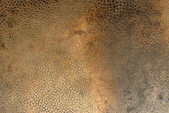 Upon Stingray Antique Bronze Ffe Basedupon Wall Material