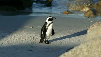 African Penguin Wallpaper HD