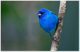 Blue Bird Wallpaper