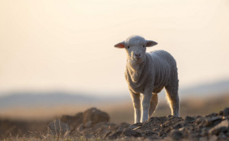 W08339 Small Wallpaper
