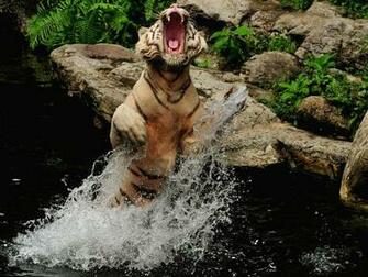 The Best Top Desktop Tiger Wallpaper HD Jpg