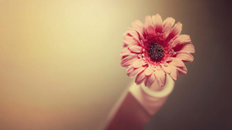 Simple Flower Wallpaper