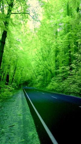 iPhone Wallpaper Nature Green 3d