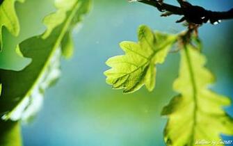 Oak Tree Wallpaper Stock Photos