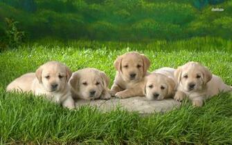 Labrador Retriever Wallpaper For Desktop