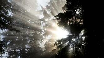 Sun Shining Through The Trees Wallpaper