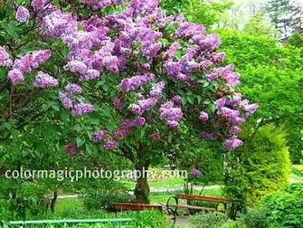 May Lilac Time Photos