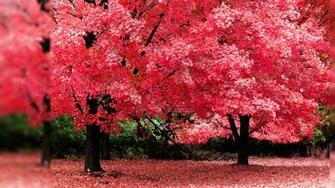 Pics Photos Fall Color Wallpaper Widescreen HD Desktop S