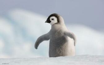 Cute Penguin Wallpaper For Desktop Image