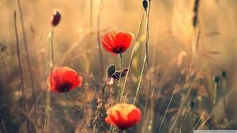 Red Poppies Wallpaper