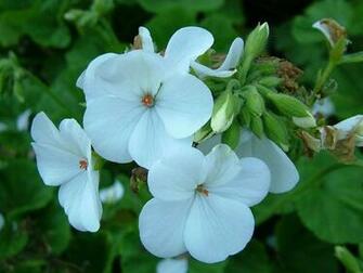Flowers Pictures Beautiful Wallpaper White