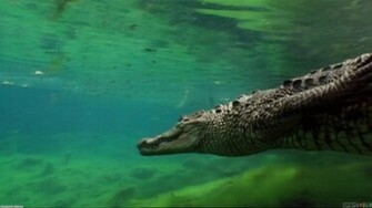 Crocodile Wallpaper