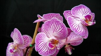 Stunning Purple Phalaenopsis Orchid Flowers Wallpaper Picture For