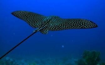 Stingray Animal Wallpaper Background
