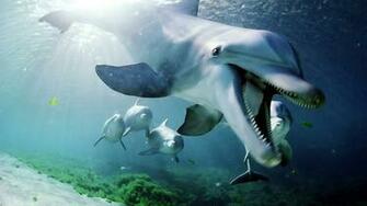 Best Top Desktop Dolphin Wallpaper HD Dolphins Jpg