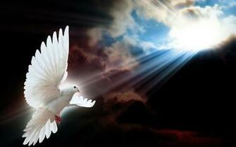 Dove HD Wallpaper Background Image