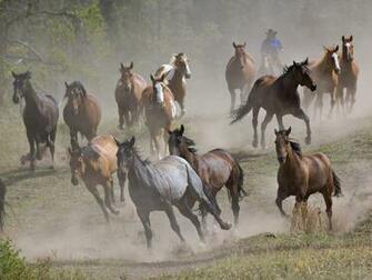 Running Horses Wallpaper Brown Horse For Desktop
