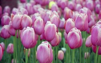 Pink Tulip Wallpaper HD Flowers