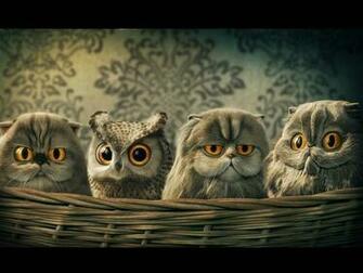 Funny Owl Wallpaper Image Photos Pictures And Background For