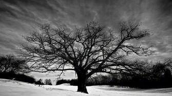 Big Oak Tree Black And White HD Wallpaper
