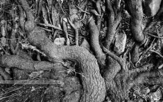 Tree Root Wallpaper X Net