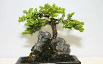 Bonsai Wallpaper Trident Maple