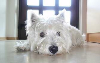 Super Lazy Westie Again By Rejzor
