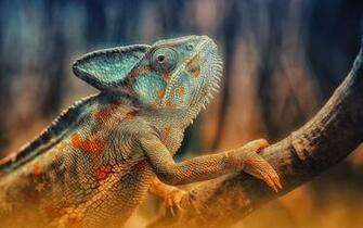 Chameleon Reptile Branch Wallpaper