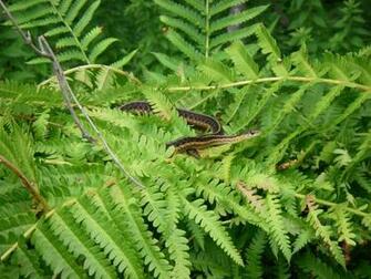 Green Garter Snake Wallpaper 3d HD Pictures