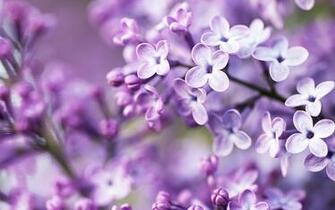 Beautiful Wallpaper For Your Computer Mobile And Tablet Find