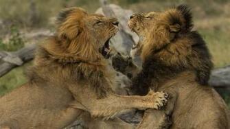 False Alarm Brother Of Cecil The Lion Ed Alive Today