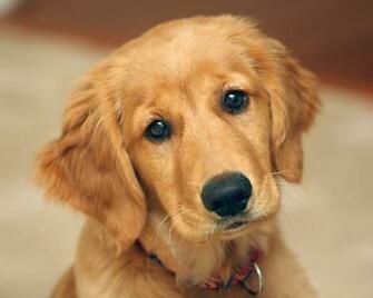 Golden Retriever Puppies Desktop Wallpaper High