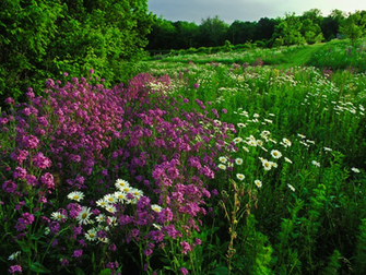Wildflowers Wallpaper Kentucky