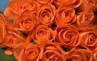 Orange Roses Wallpaper