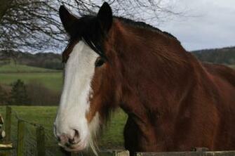 Clydesdale Horse Wallpaper Face By Westlothian