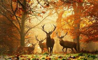 Animals Desktop Background Deer High Quality Ssoflx