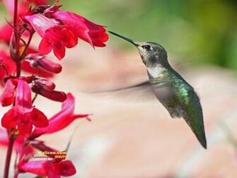 And Flowers Cute Hummingbirds Wallpaper No
