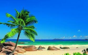Sand Landscapes Ocean Sea Palm Trees Sky Tropical Wallpaper Background