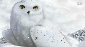 White Owl Wallpaper HD High Definition Widescreen