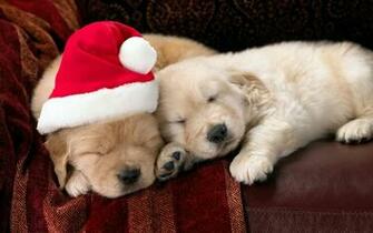6b4vw4xxx7i S1600 Dogs Christmas Pets HD Wallpaper Jpeg